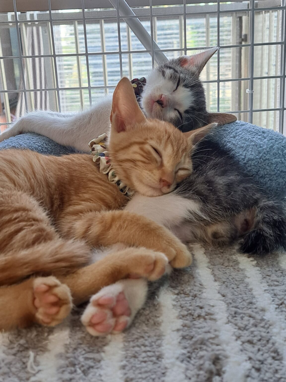 猫たちが寄り添ってる写真です