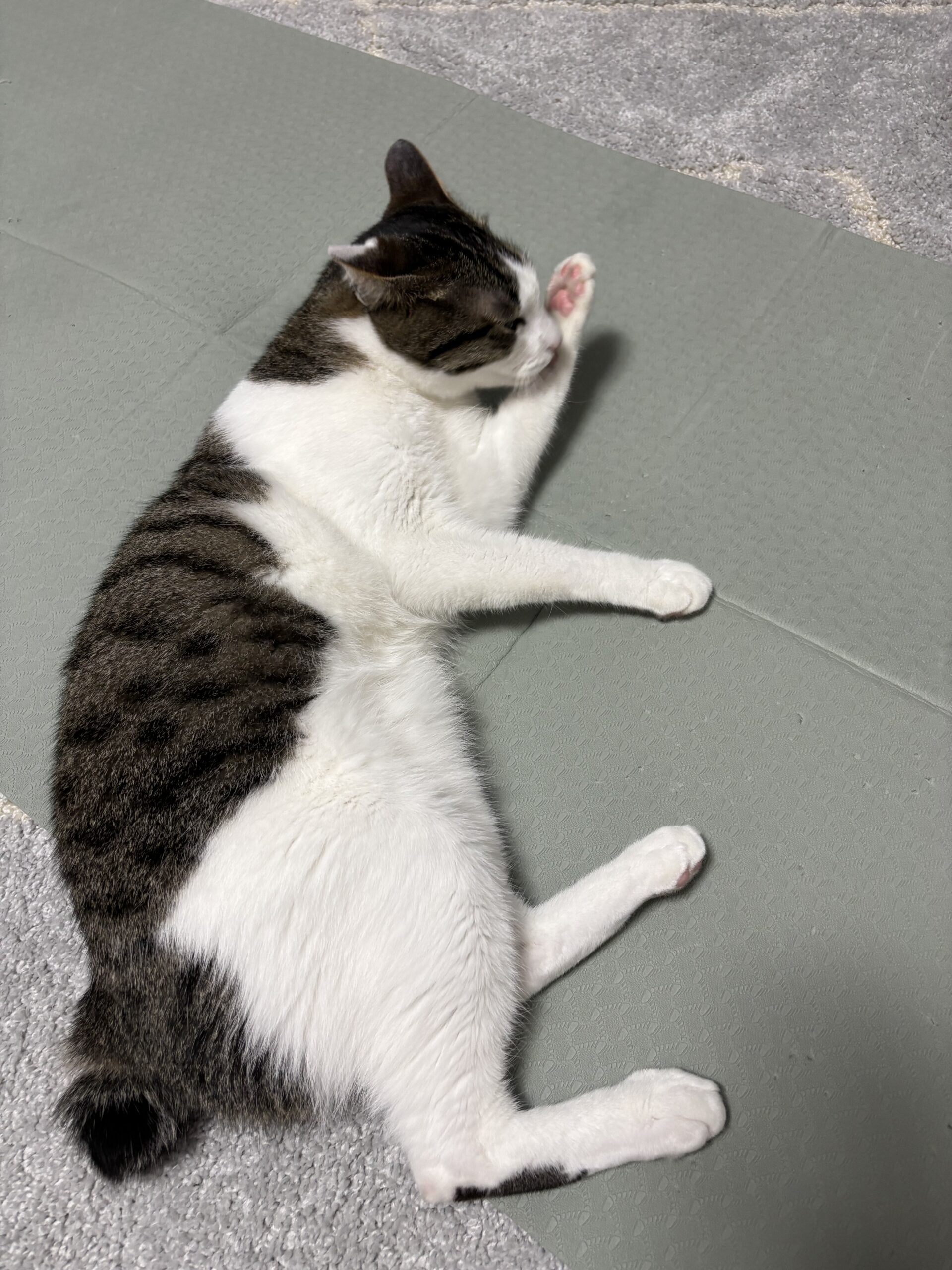 🐈、しーらない。
