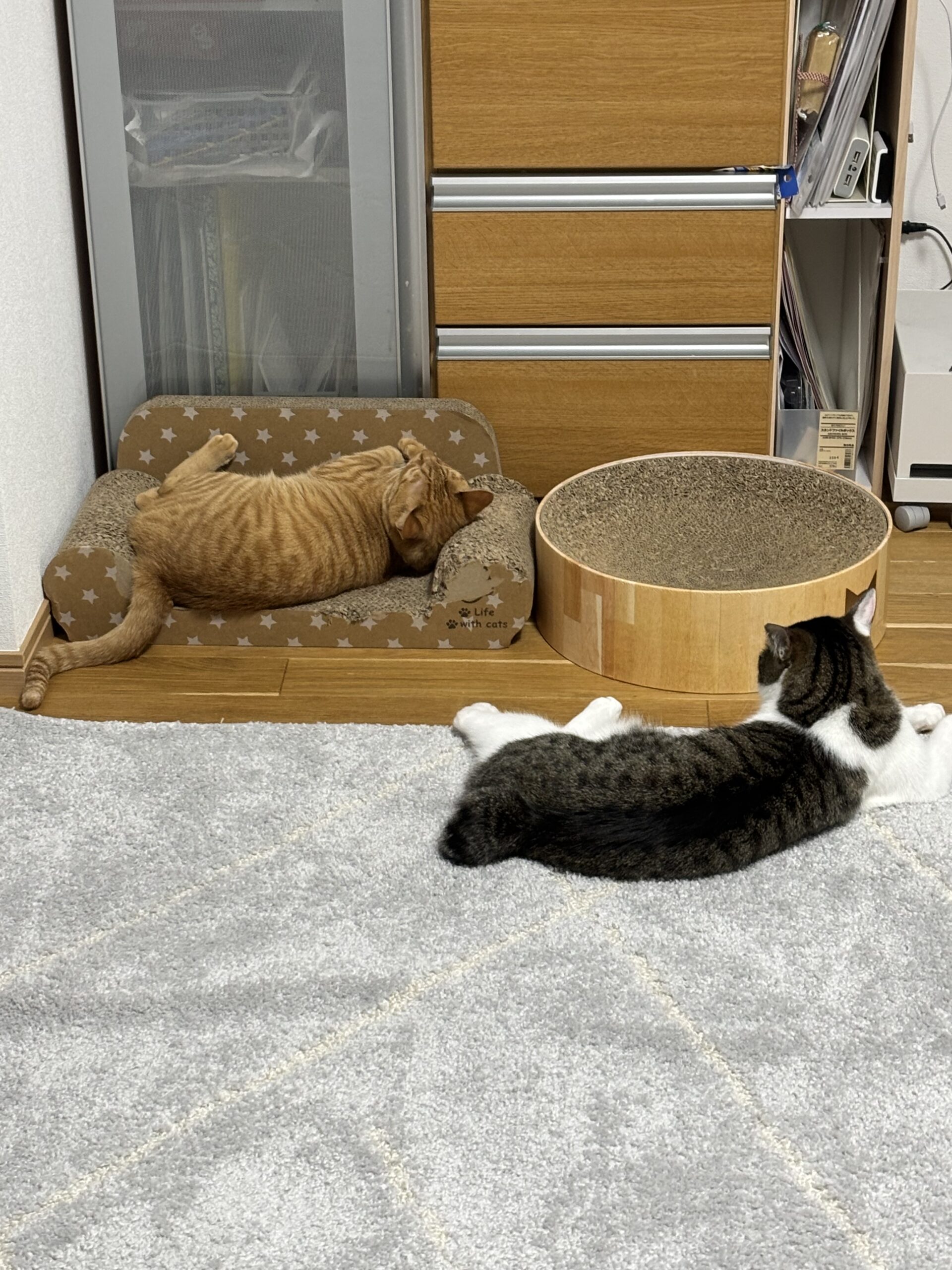 ぜんぜん目を合わせて くれない