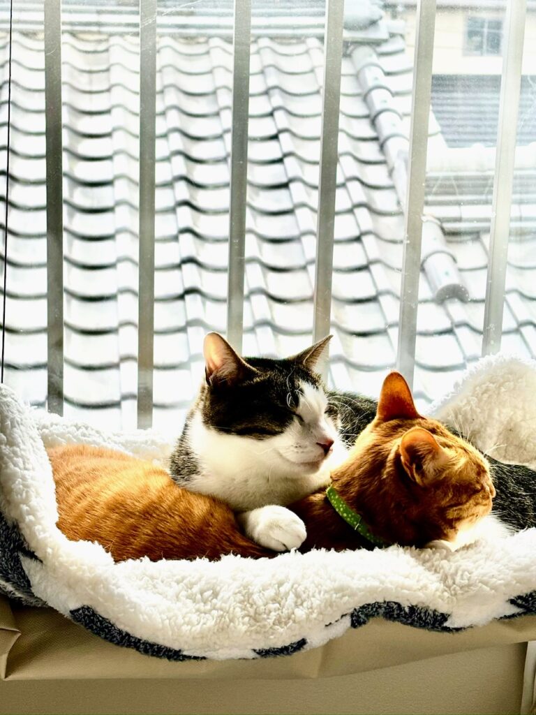 窓辺のベッドで日向ぼっこをする
リーちゃんとロンちゃん