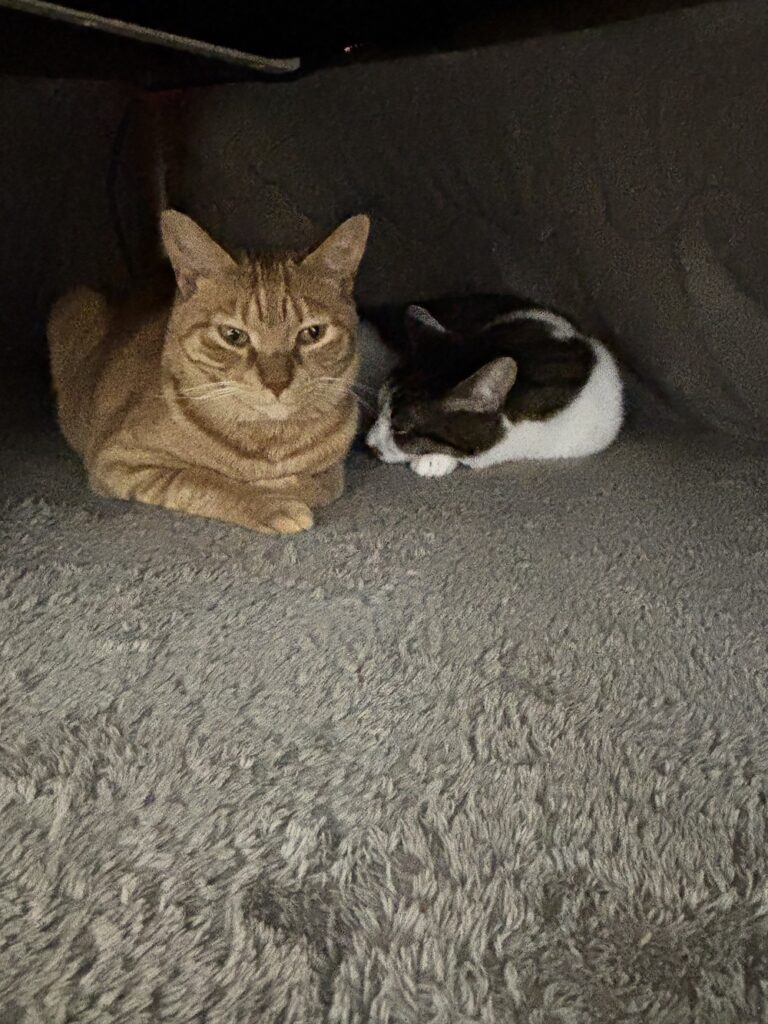 こたつの中で仲良く眠る2匹の猫