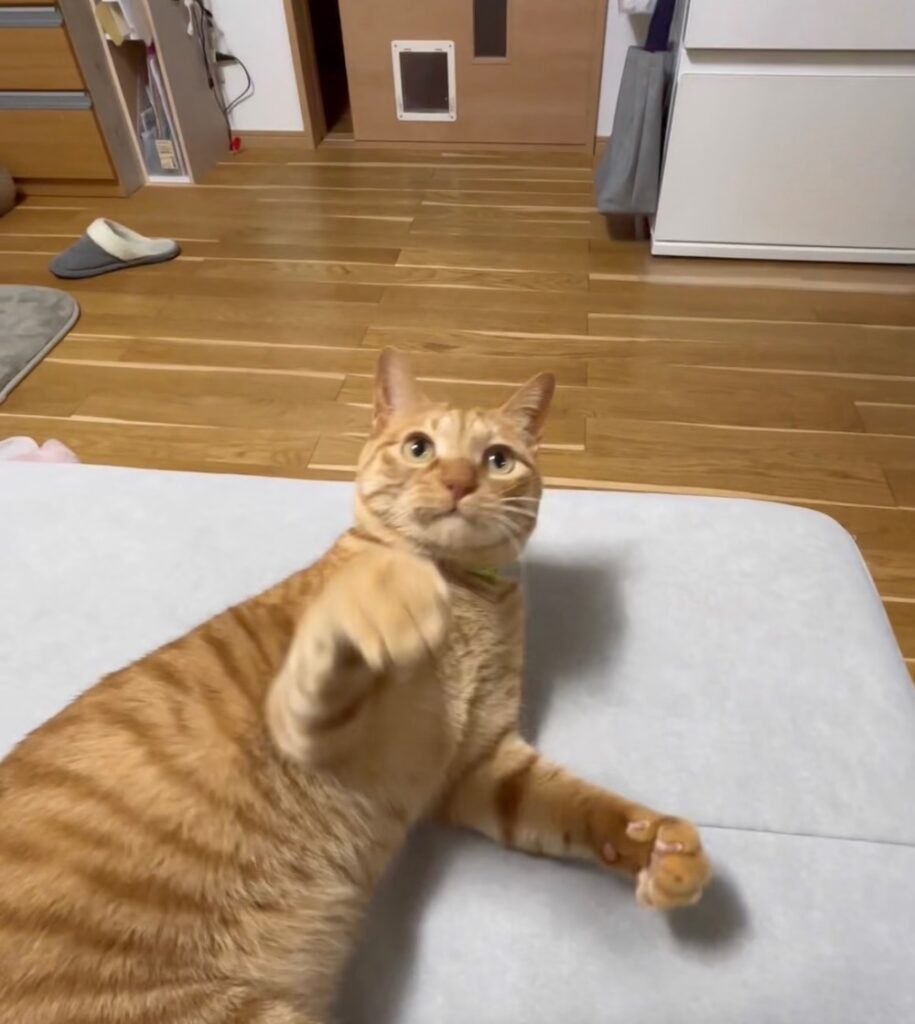 おもちゃで遊ぶ茶とらのリーちゃん