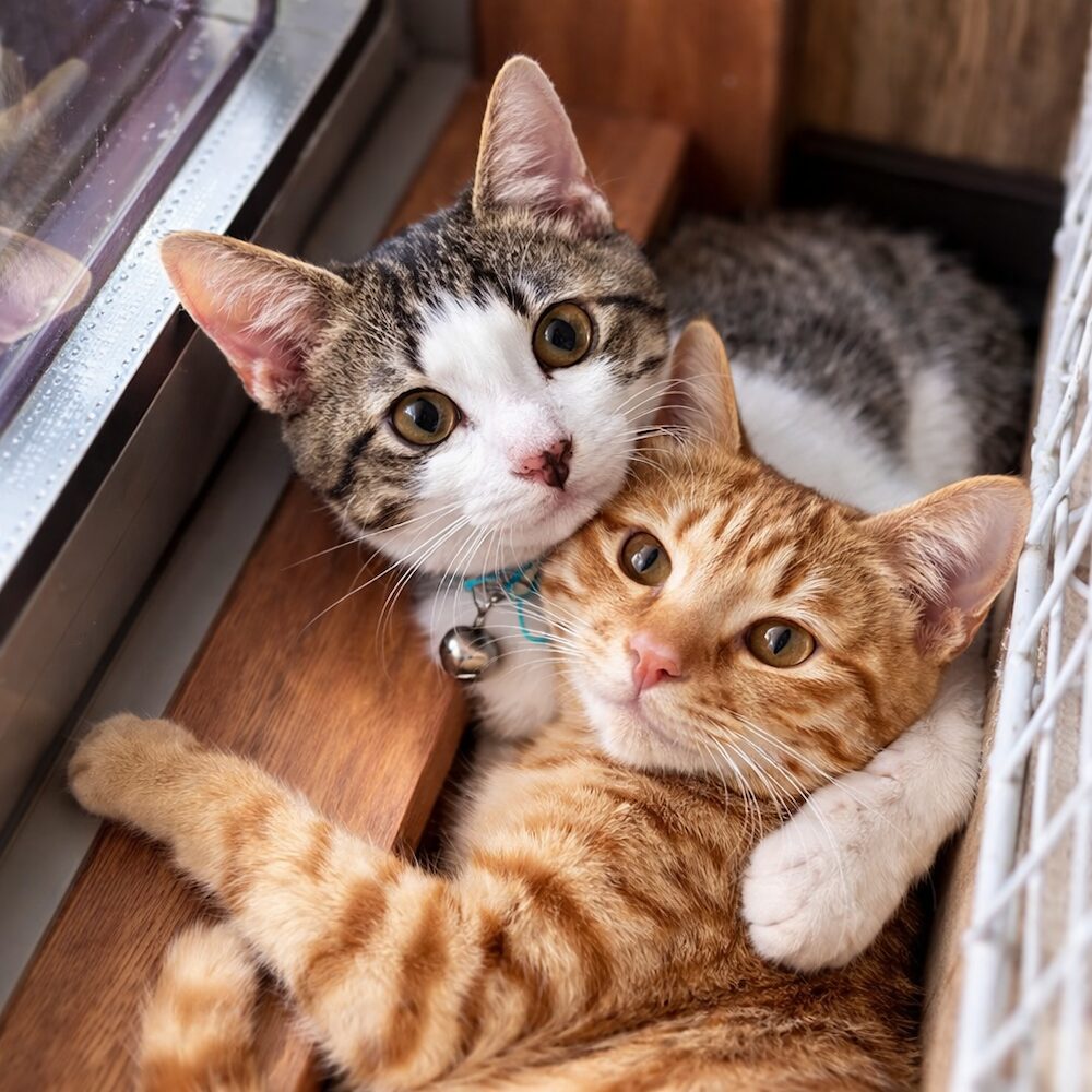 リーちゃんとロンちゃんが家に来た頃の写真